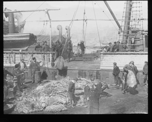 Image of Pile of hides on dock, discharging seals